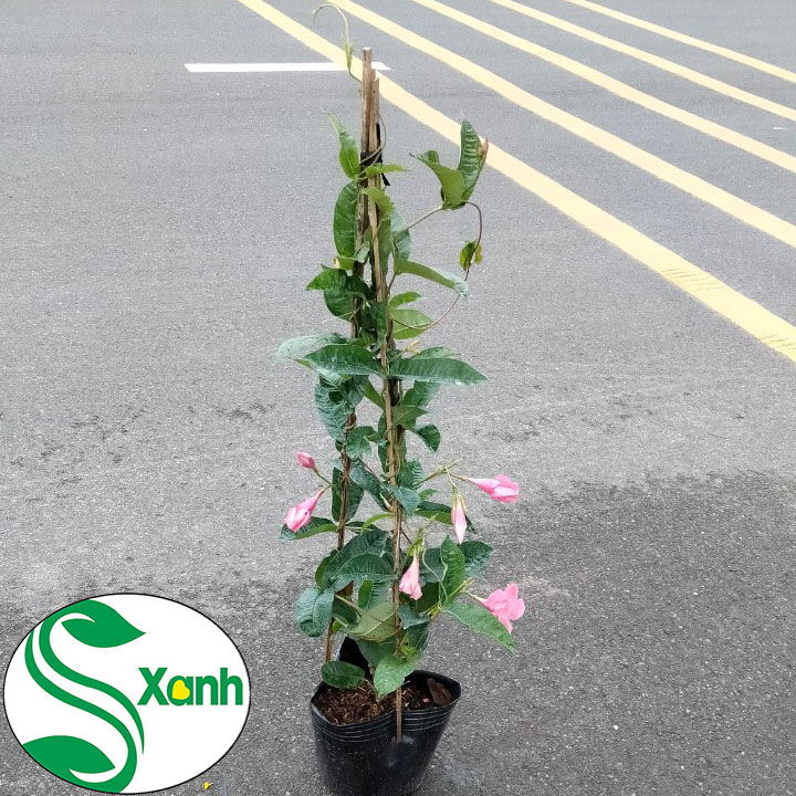 Hoa Leo Hồng Anh Cánh Kép