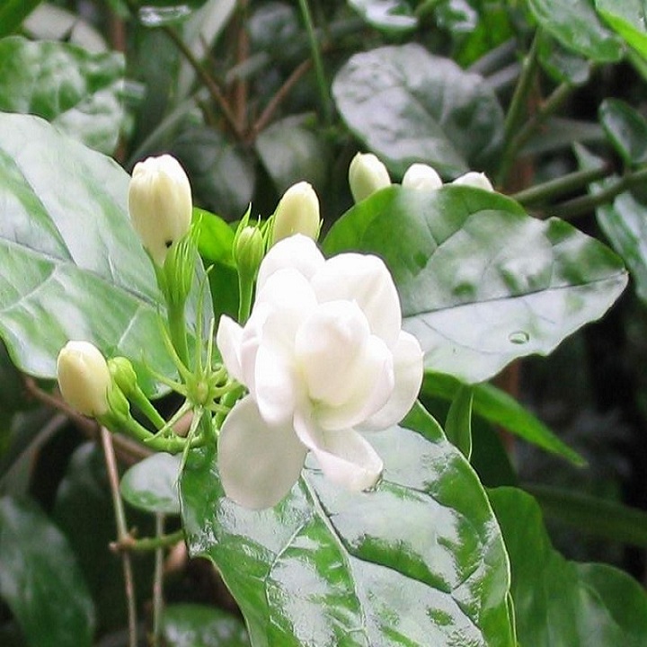 CÂY HOA NHÀI TA