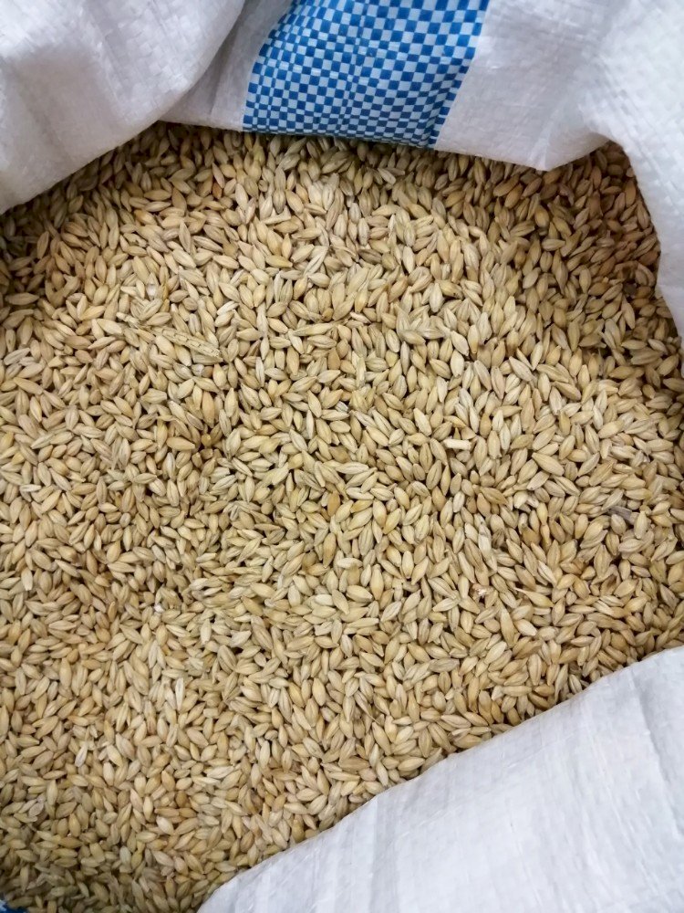 Lúa mạch (đại mạch) dành cho gà đá (1kg) - Pet Food Store.