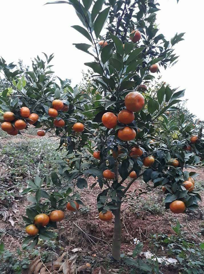 Cây giống Quýt đường Thái Lan. [ siêu sớm ]