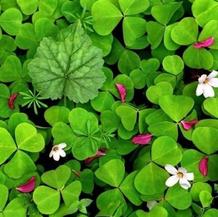 Clover Seeds (3-Leaf Grass) - Pack of 50 Seeds