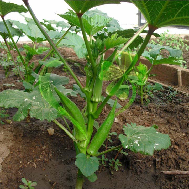 HẠT ĐẬU BẮP - CÀ BẮP - GÓI 18 GRAM