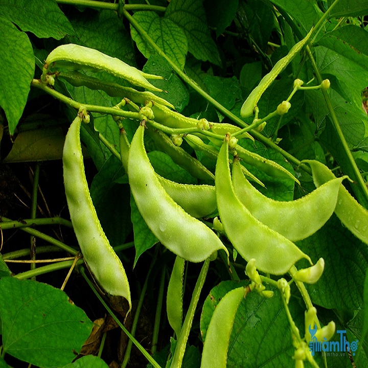 Hạt giống Đậu Ván Xanh F1