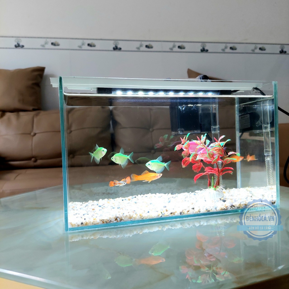 Bể cá mini 30cm COMBO đầy đủ phụ kiện