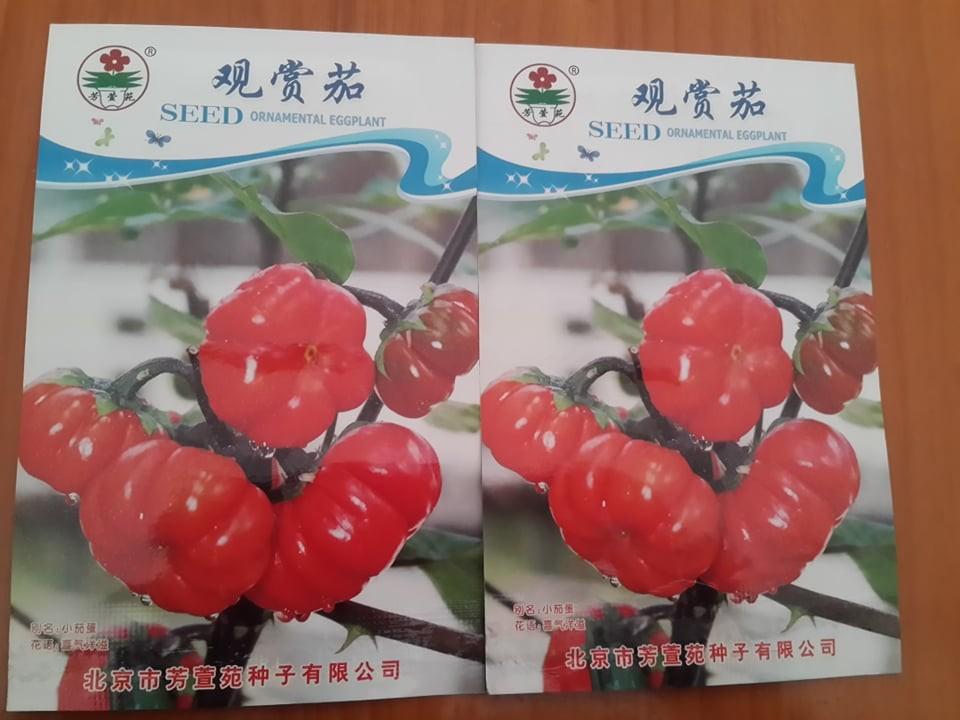 [HCM]Hạt giống cà chua kiểng ca chua bi