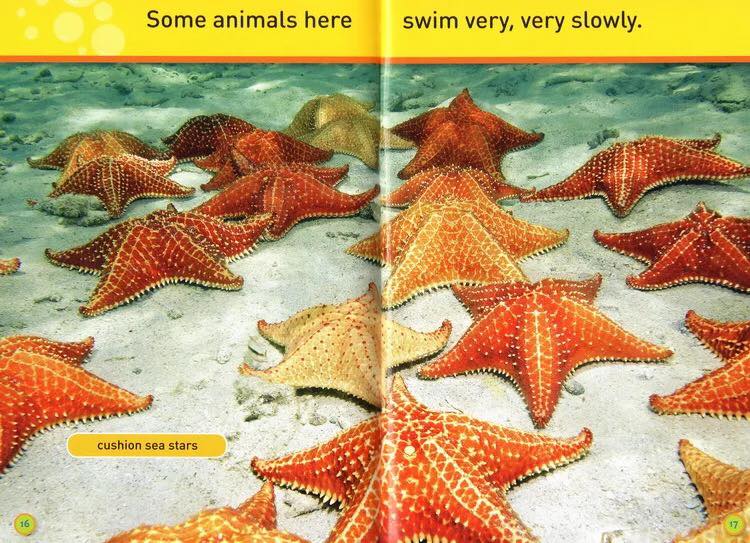 Bản nhập - National Geographic kids - Level Pre K - 30c