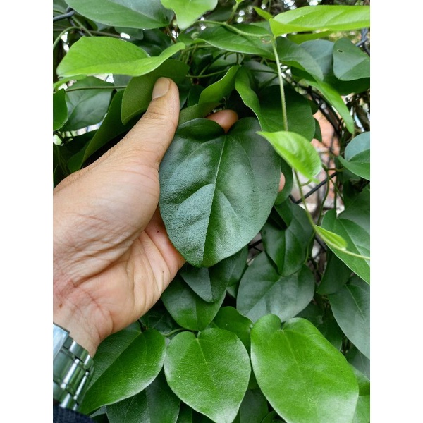Hạt Giống Sương Sâm Lá Trơn (20H) (415.F1)