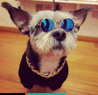 Kính cho chó mèo- Kính boss