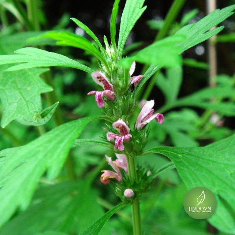 Cây ích mẫu (gói 1kg khô) - LV020