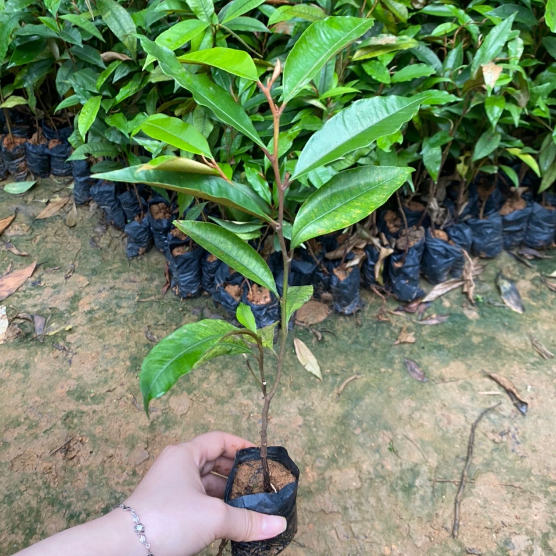 Cây vú sữa tím gieo hạt cao 25-50cm