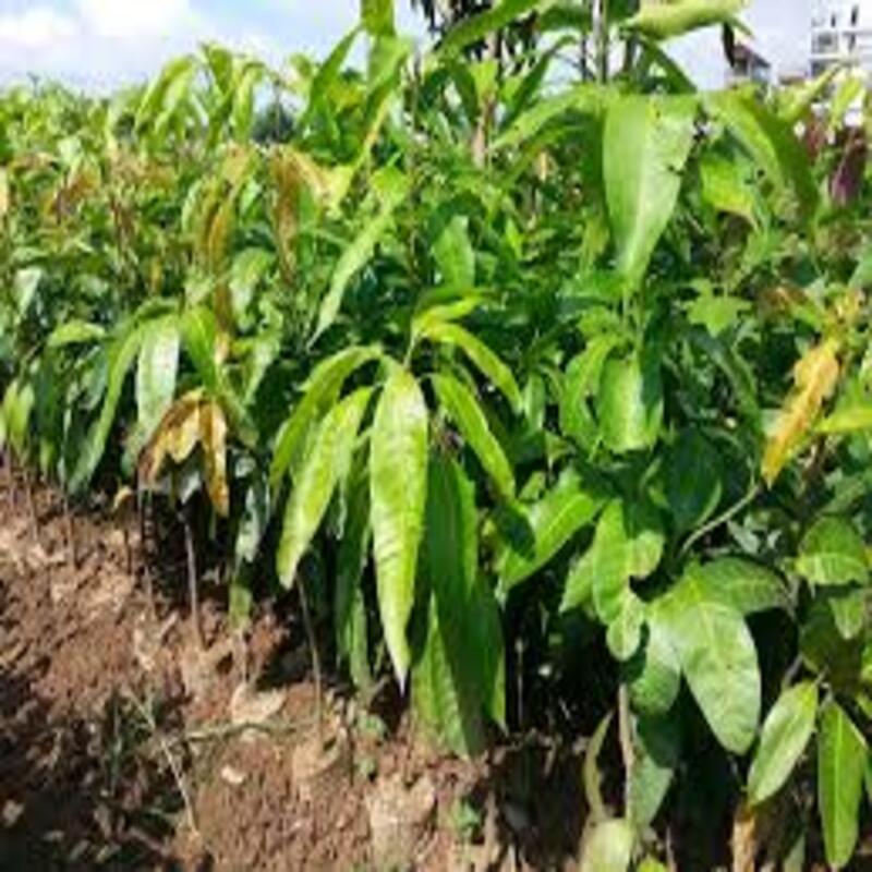 Cây giống xoài cát Hòa lộc