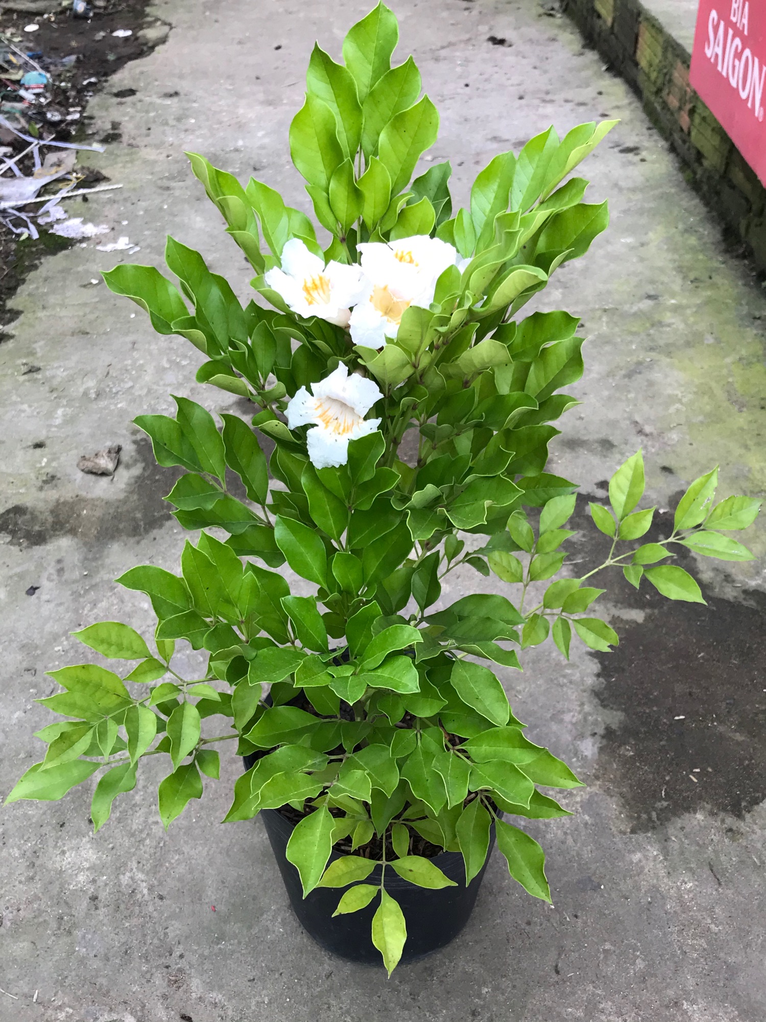 Nguyệt quế thái hoa thơm