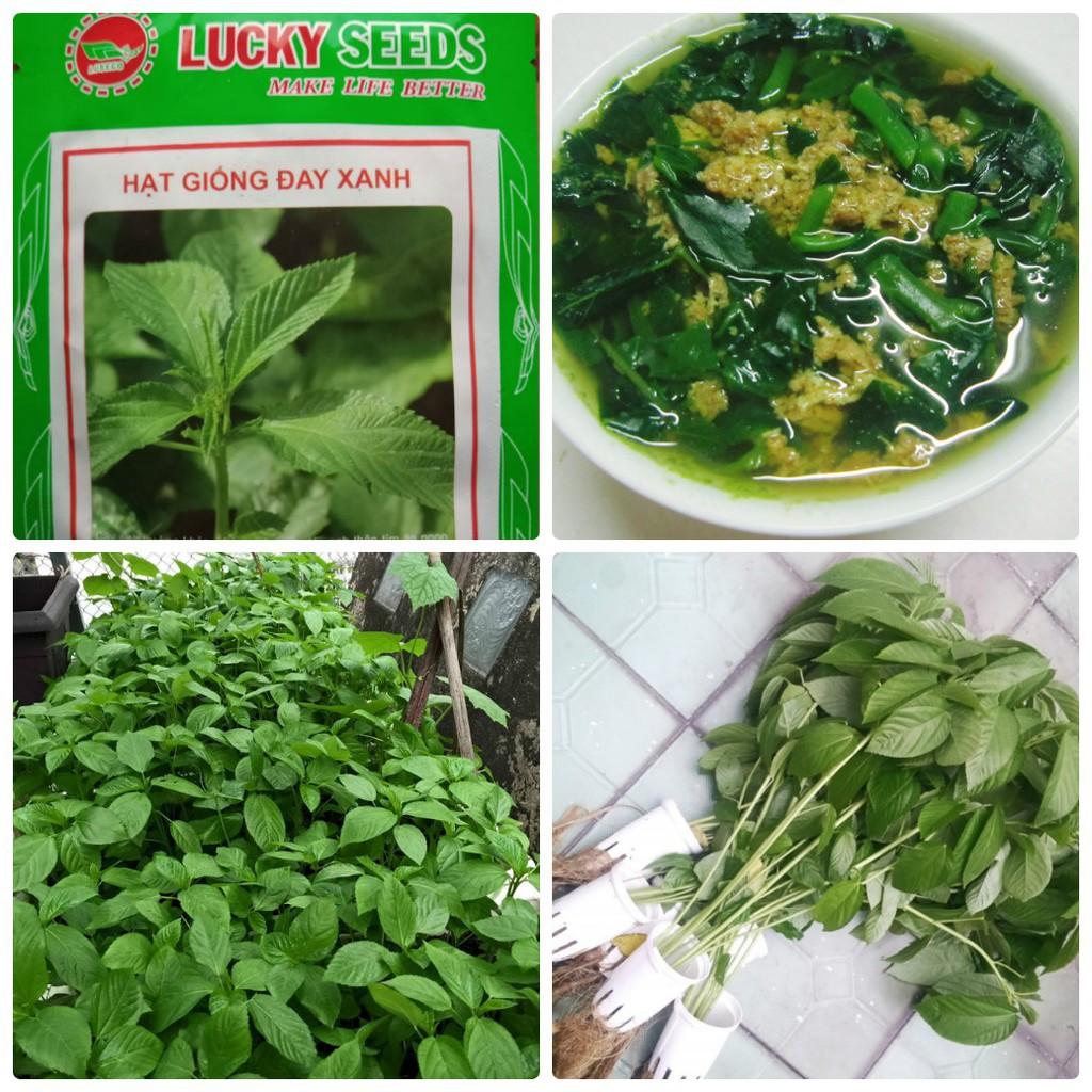 Hạt giống rau đay xanh cao sản - gói 20 gr