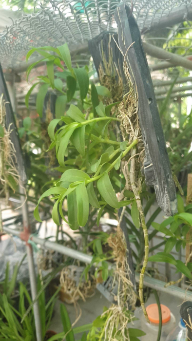 Lan phi điệp 5 cánh trắng thuần gỗ năm 3
