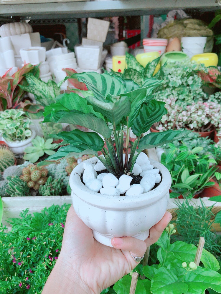 [HCM]Chậu Đuôi Công Xanh
