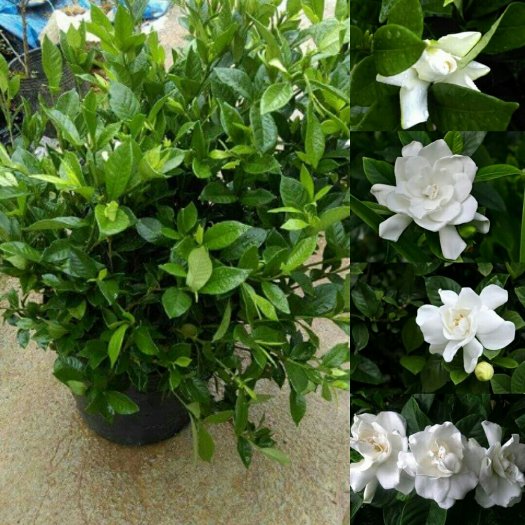 CÂY GIỐNG Hoa bạch thiên hương