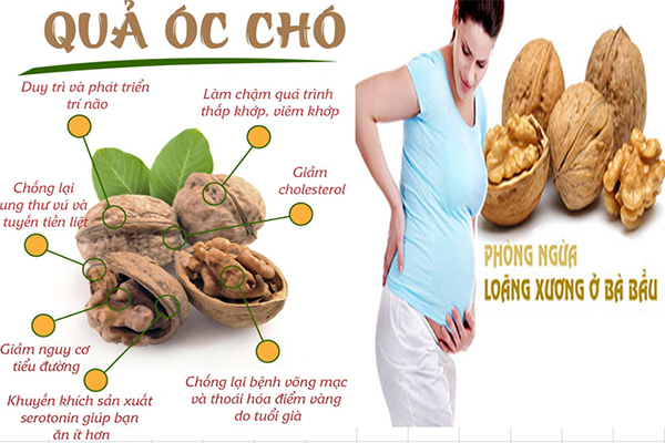 [HCM]QUẢ ÓC CHÓ NHẬP KHẨU SK FOOD - 1KG