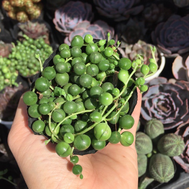 Sen đá Hạt ngọc tròn
