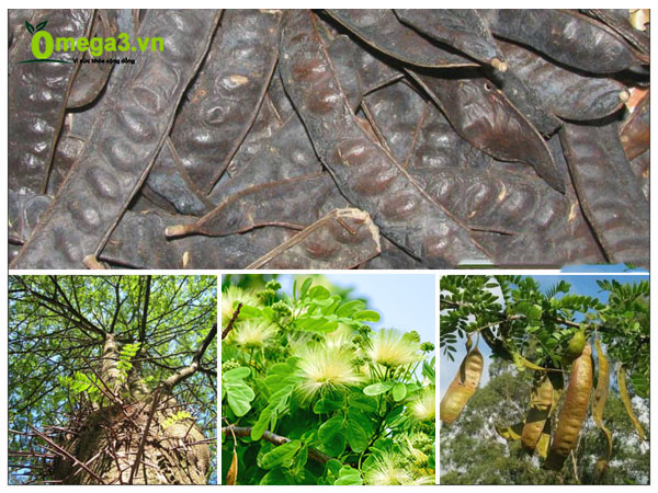 Hạt giống cây bồ kết cây