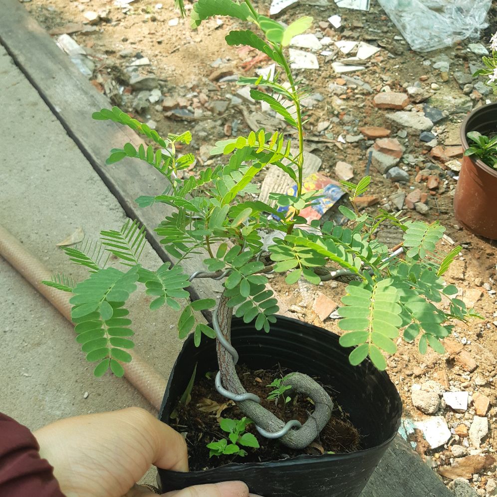cây me bonsai mini