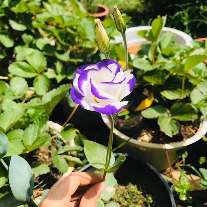 Cây giống cát tường 10 cây giống F1 nhập khẩu