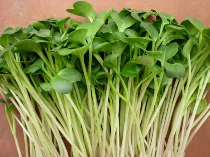 Gói 1Kg Hạt Giống Rau Mầm Củ Cải Trắng Ấn Độ- Thế Giới Rau Mầm