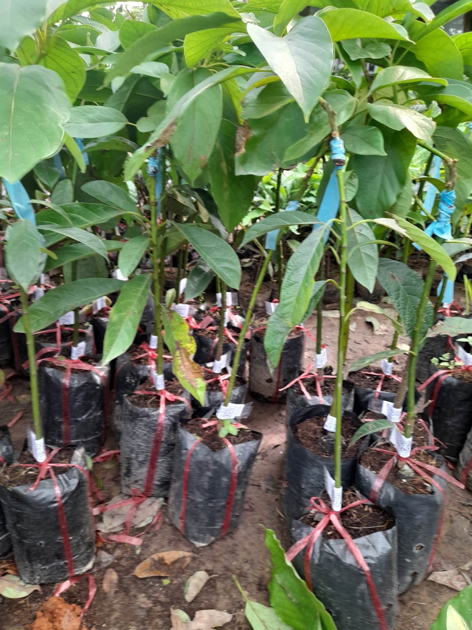 Giống Bơ 034-Cây Ăn Trái+Tặng kèm phân bón