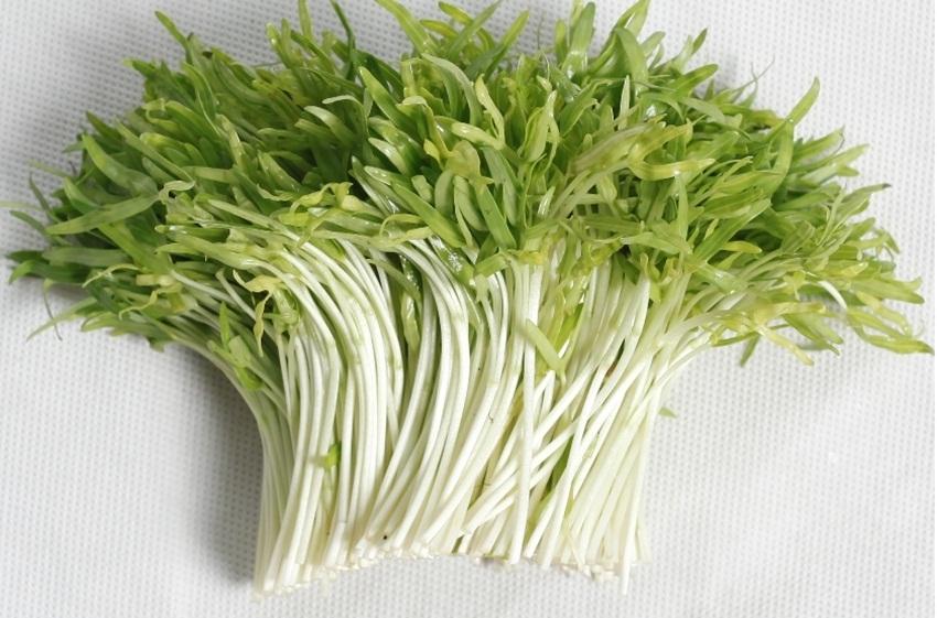 Hạt giống Rau mầm rau muống