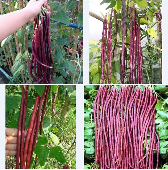 Hạt giống đậu đũa đỏ Mỹ - 1 gói 3gram