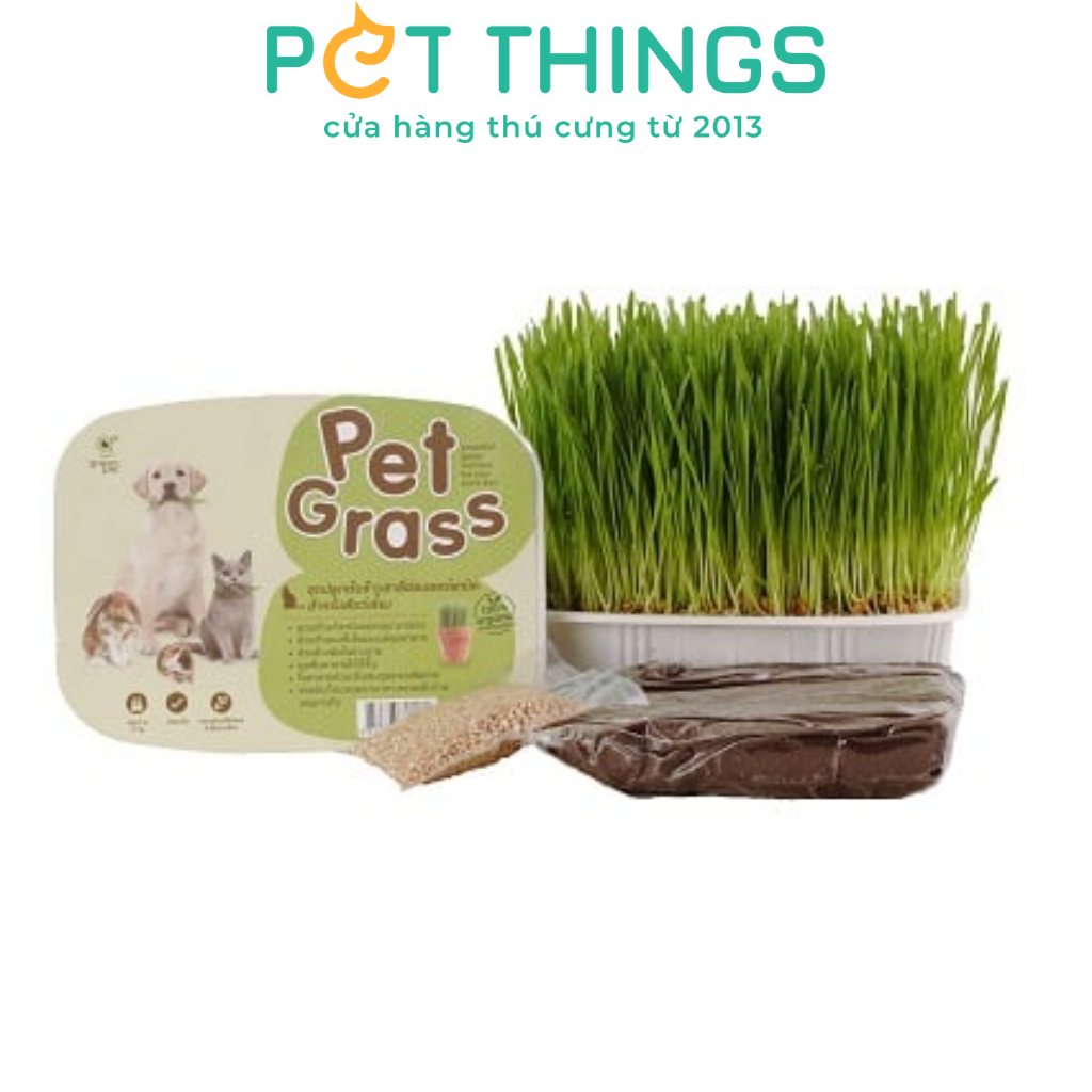 WHEATGRASS SEED FOR CAT
