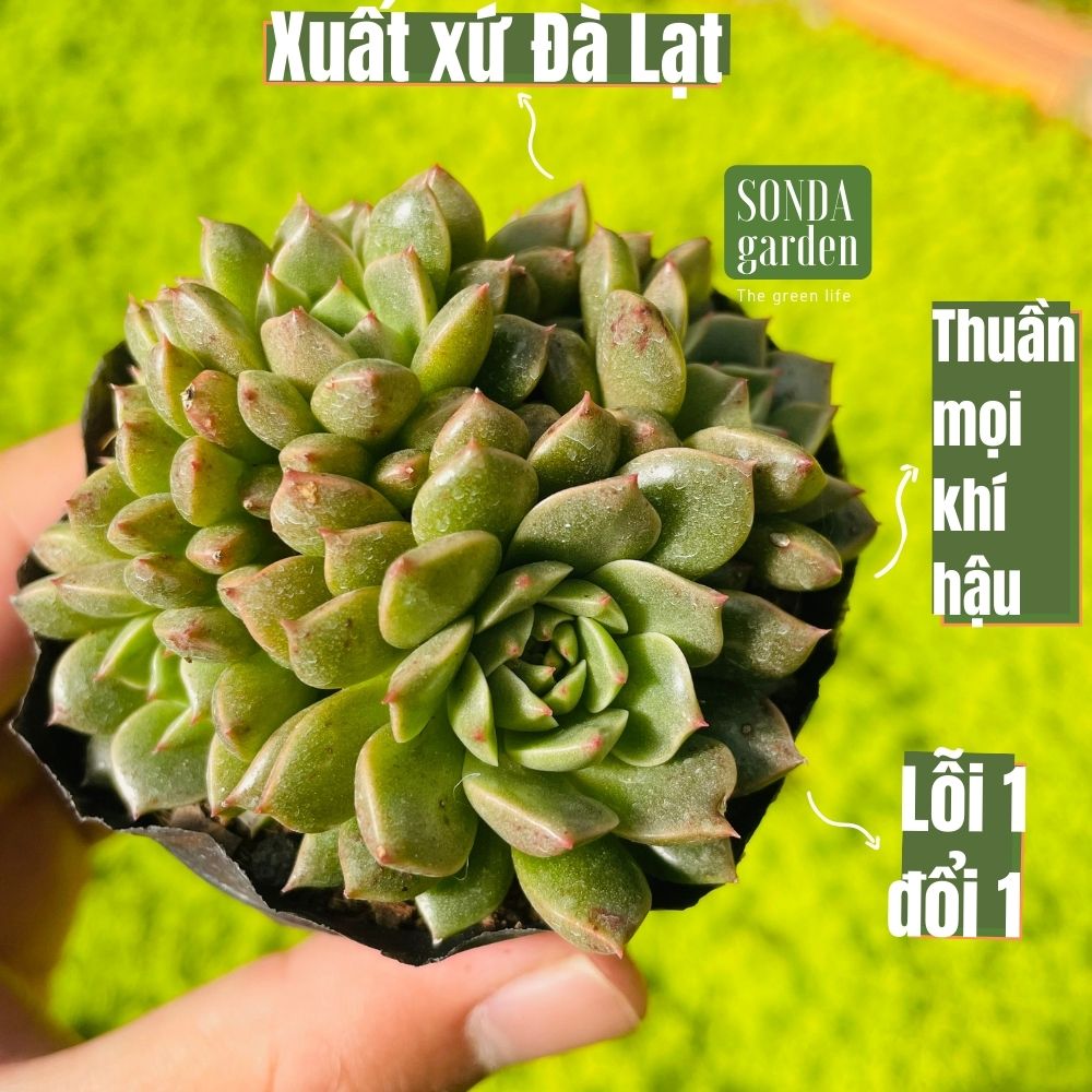 Sen đá ruby lá ngắn size bé siêu khỏe đẹp lỗi 1 đổi 1