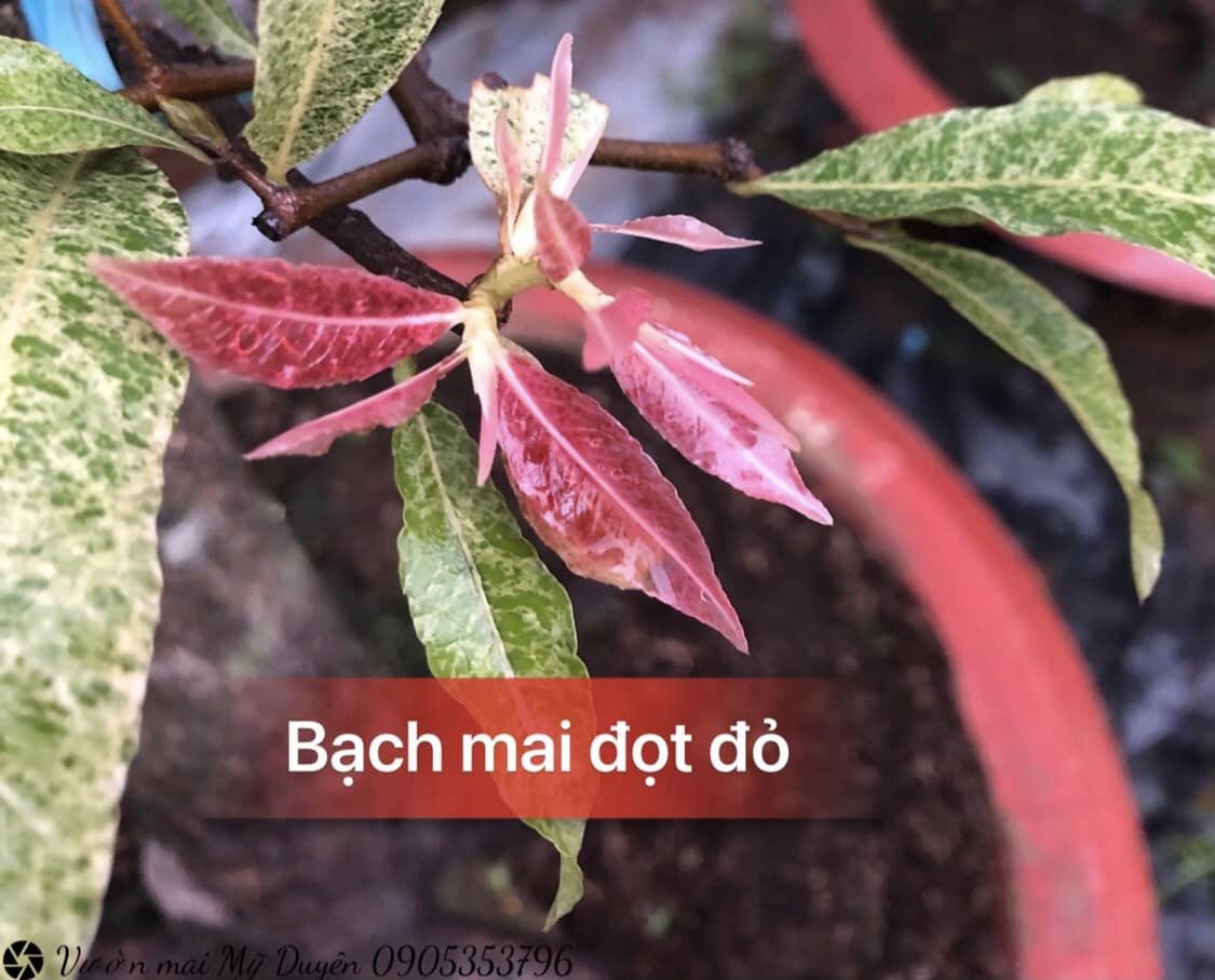 Cây bạch mai đọt đỏ - bonsai gốc ghép đẹp