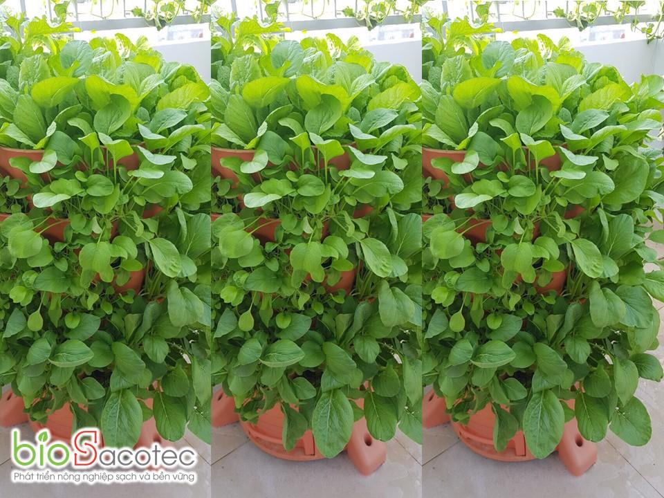 Tháp rau hữu cơ tại nhà BIOSACOTEC