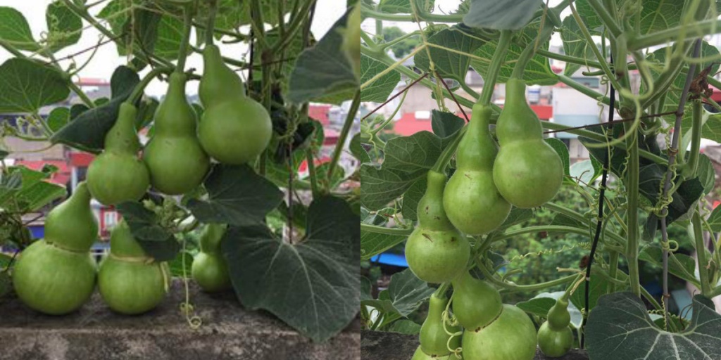 [HCM]1g Giống Bầu Hồ Lô