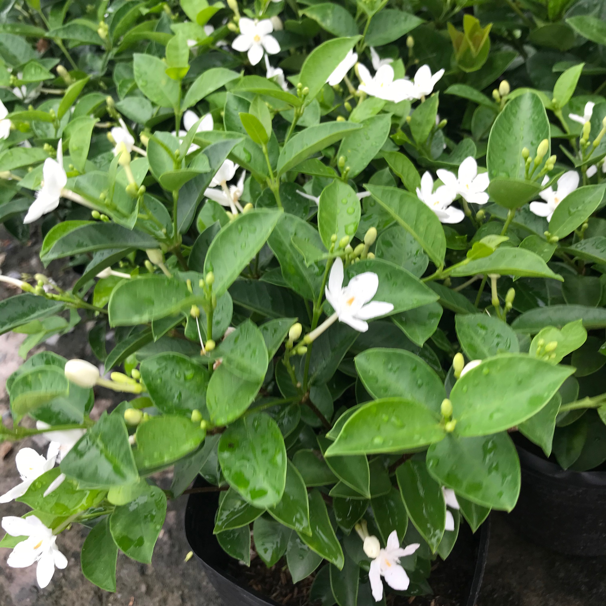 Cây mai chỉ thiên+ tặng phân bón cho cây mau lớn