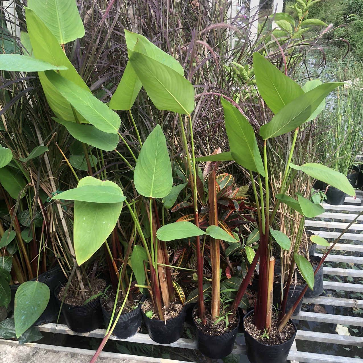 Cây hồng hạc/cần câu - Thalia geniculata