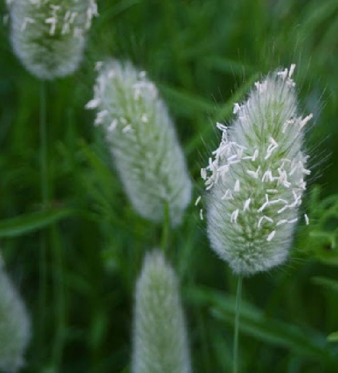 Rabbit Tail Grass Seeds (1 Pack of 100 Seeds)