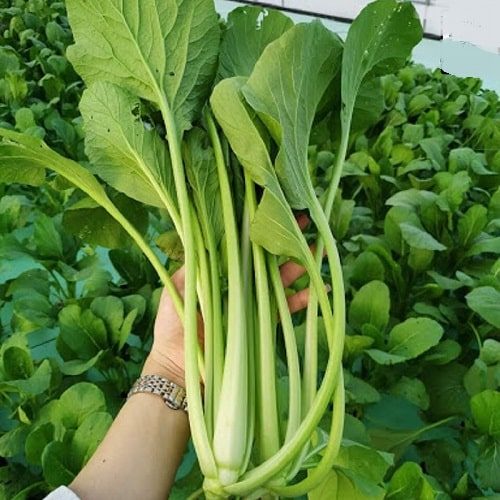 300H - #Hạt_Giống_Cải_Ngọt ( tặng kèm kích mầm và phân bón )