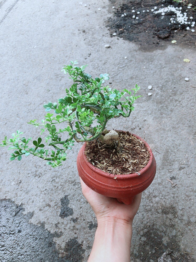 [HCM]Chậu Cây Cần Thăng