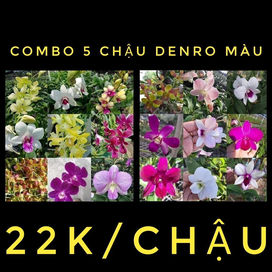 combo 5 chậu denro màu