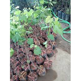 Cây giống Nho Ngón Tay Mỹ