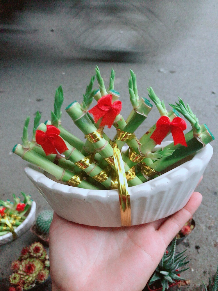 Chậu Trúc Phát Tài Thuyền May Mắn