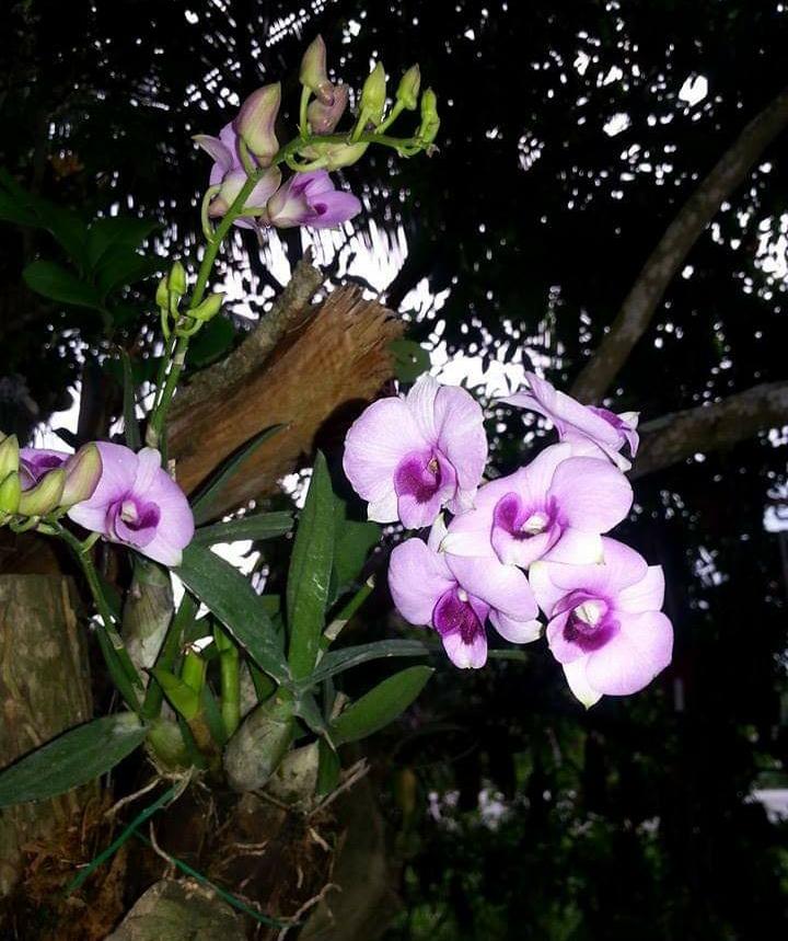 Dendro Thái nhiều màu, siêng hoa.