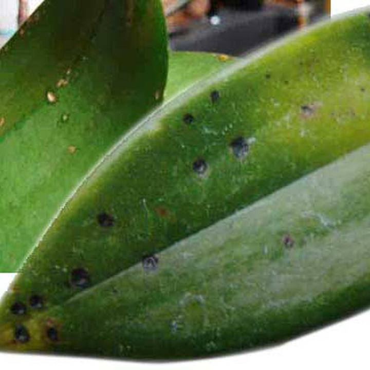 Thuốc trừ nấm sinh học Ketomium