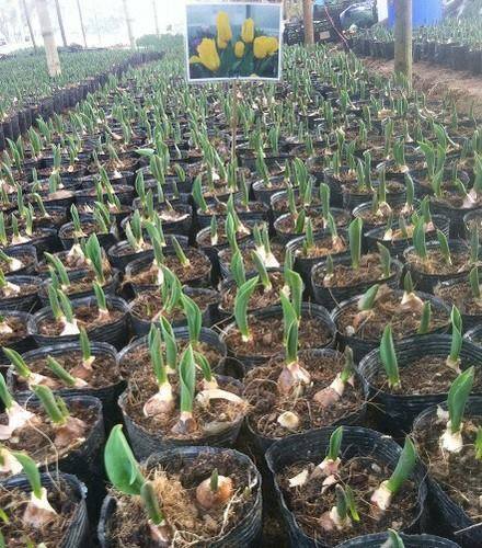 Set 5 củ hoa tulip mix 5 màu  ( 5 màu  đỏ , vàng , cam,tím sọc , trắng đỏ lửa )