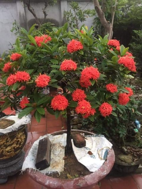Mẫu Đơn Ta 🌲FREESHIP🌲 Đủ Màu [ Cây giống ]
