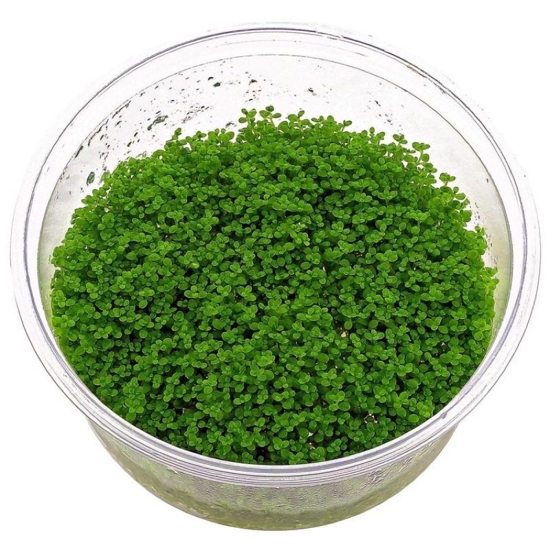 Hemianthus Callitrichoides - Cây Trân Châu Cuba - Cây Thuỷ Sinh