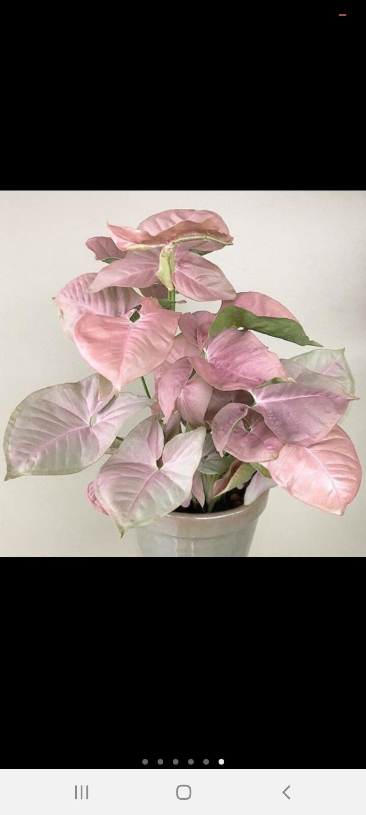 Bầu trầu bà hồng h2