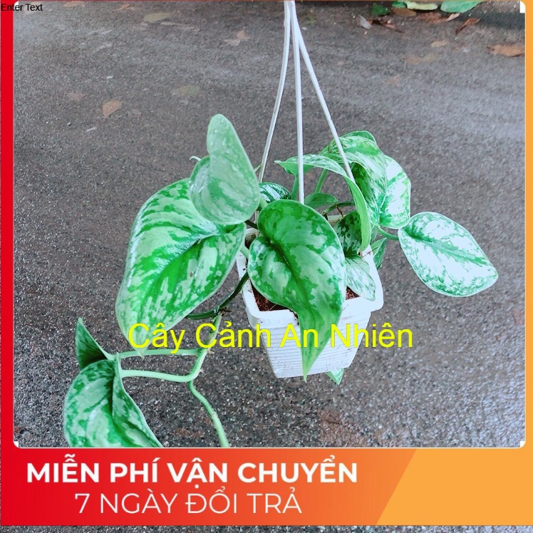 Chậu trầu bà lụa