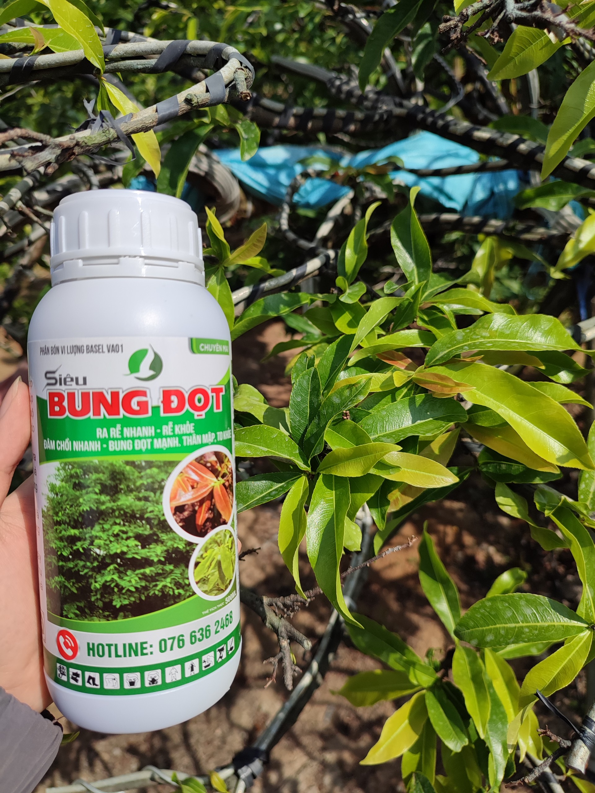 BUNG ĐỌT RA RỄ MAI VÀNG 500ML